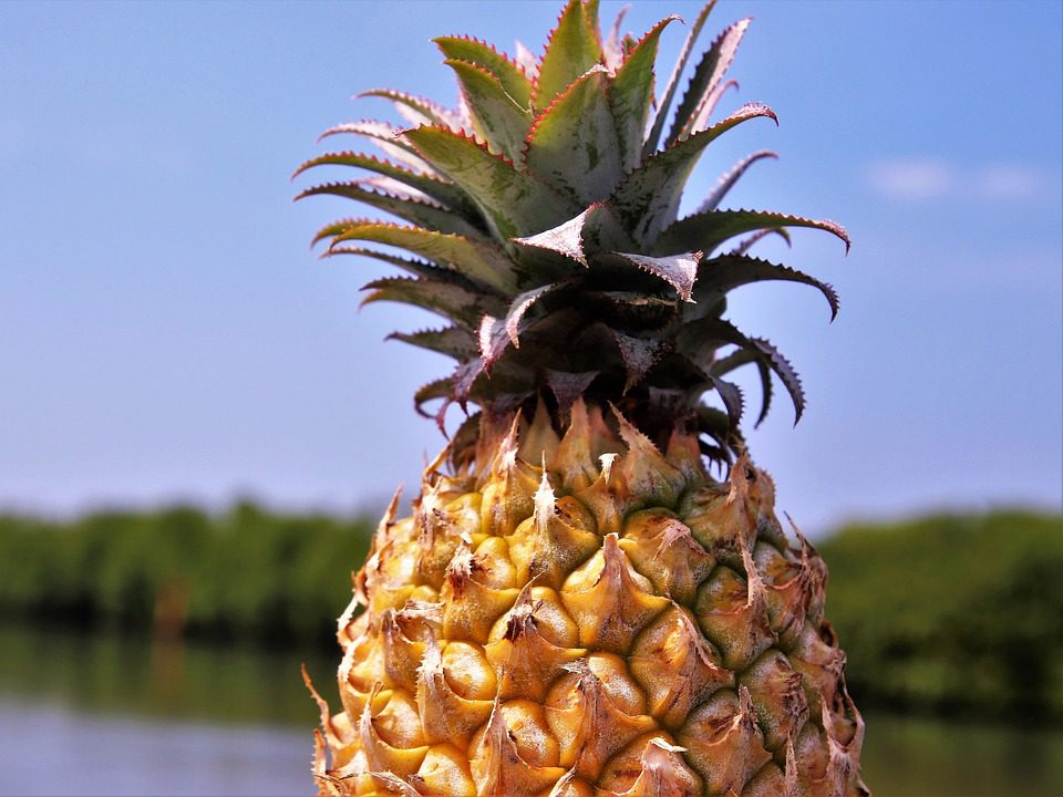pineapple fruit
