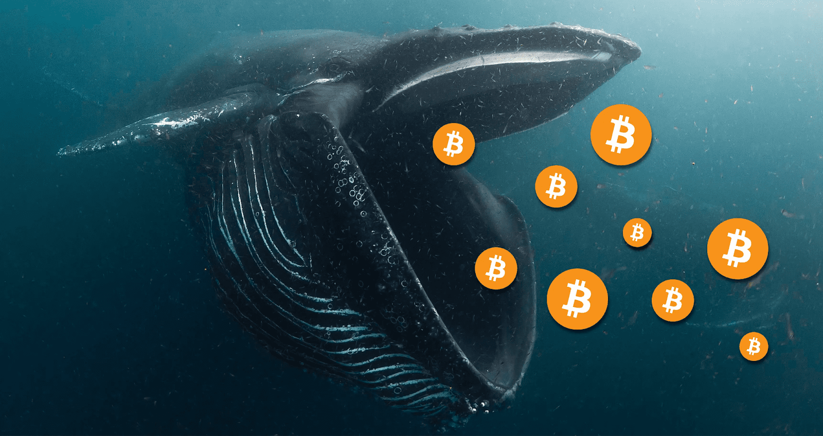 bitcoin whale