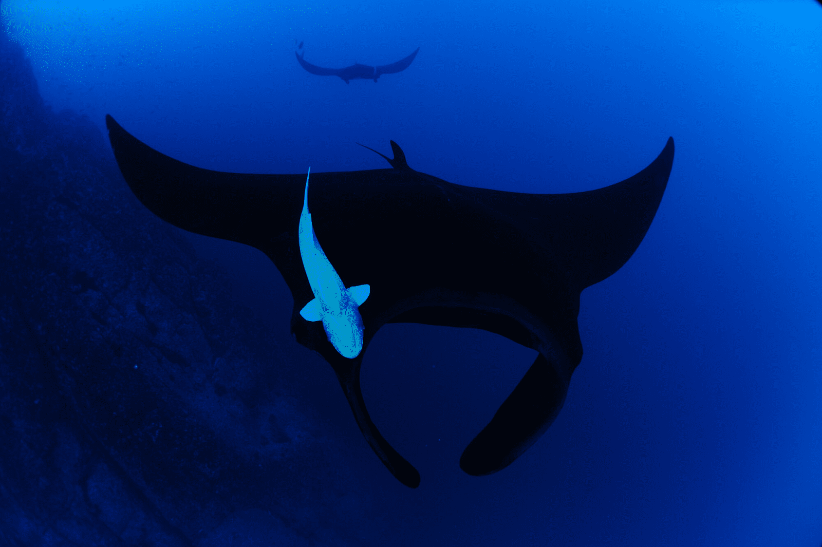 manta