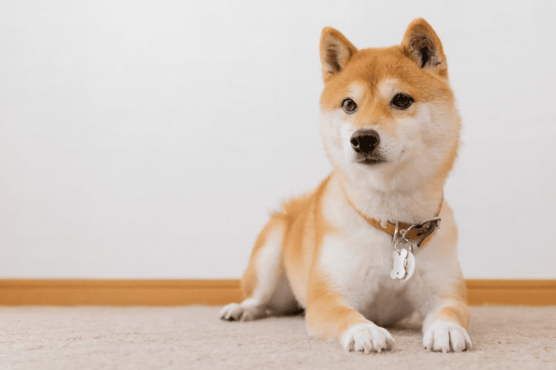 shiba inu
