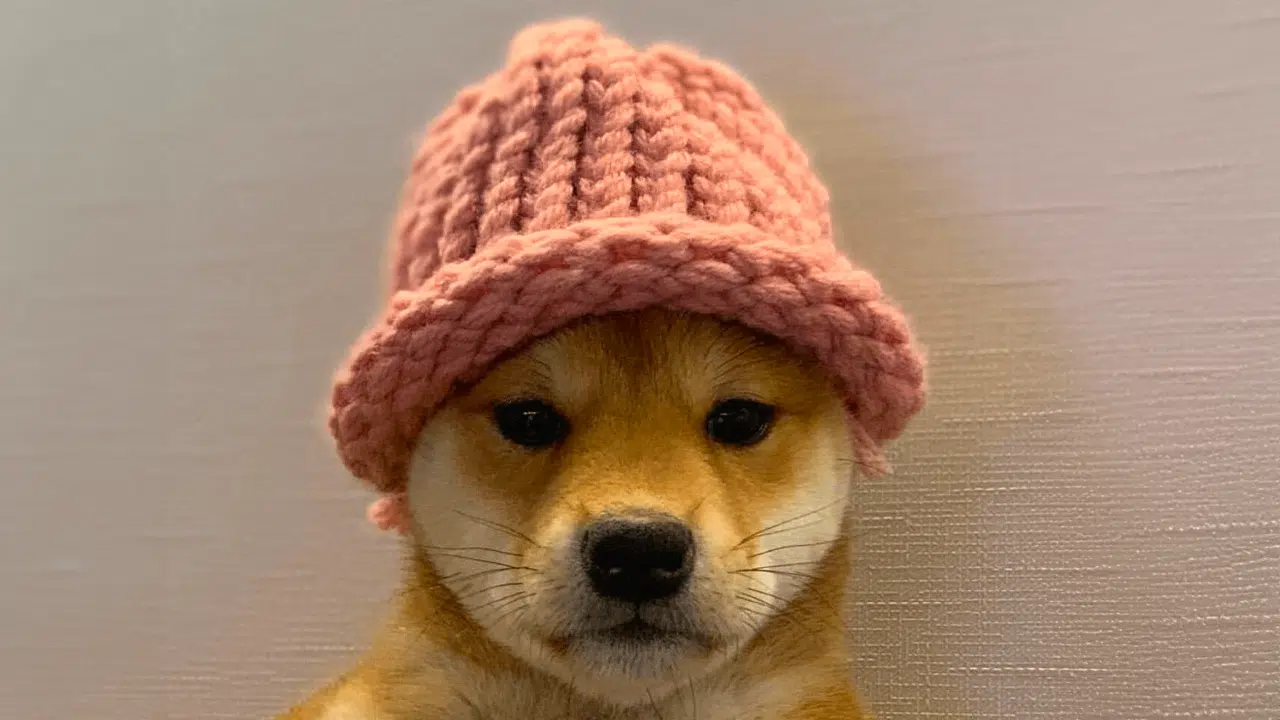 dogwifhat