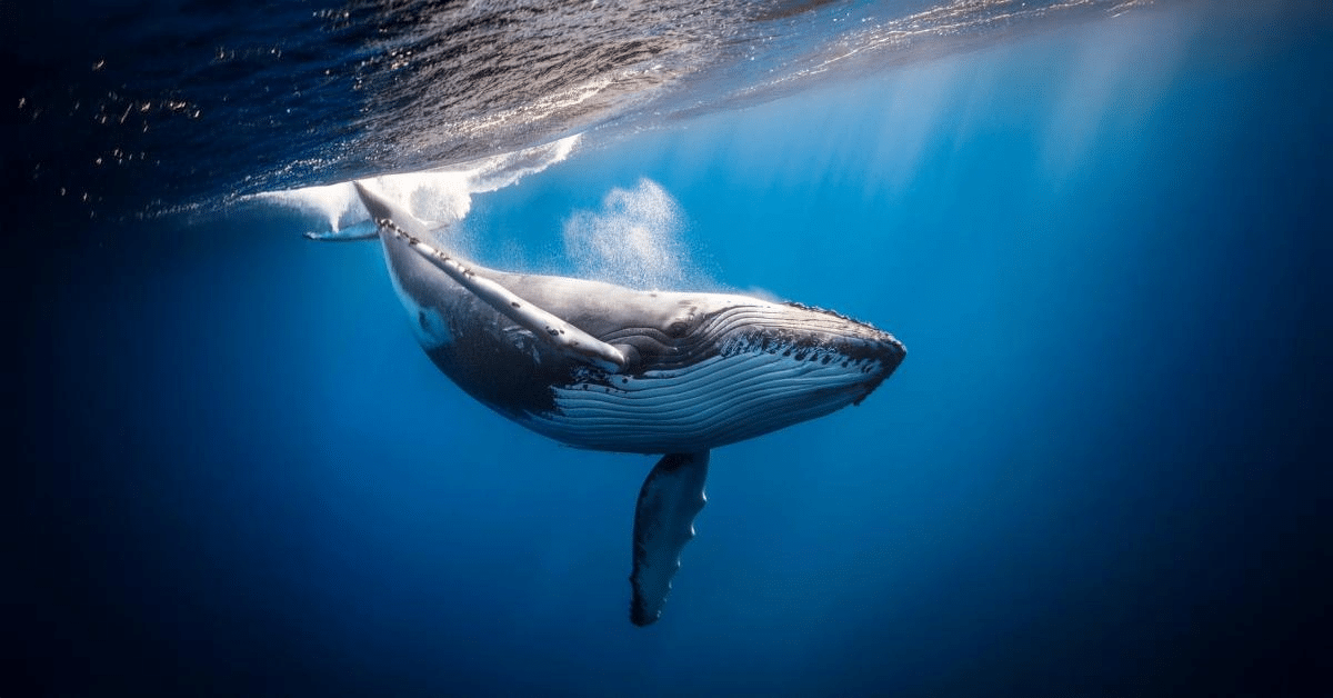 whale